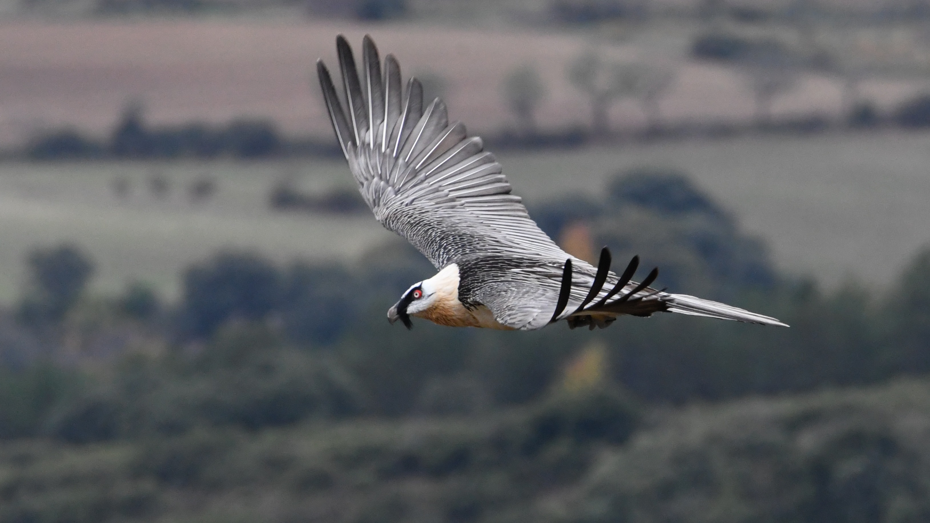 Bearded Vulture