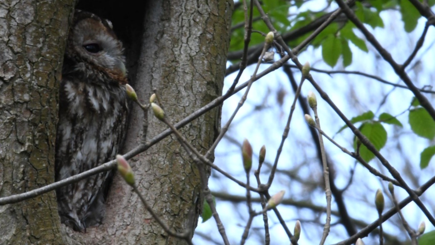 Tawny Owl