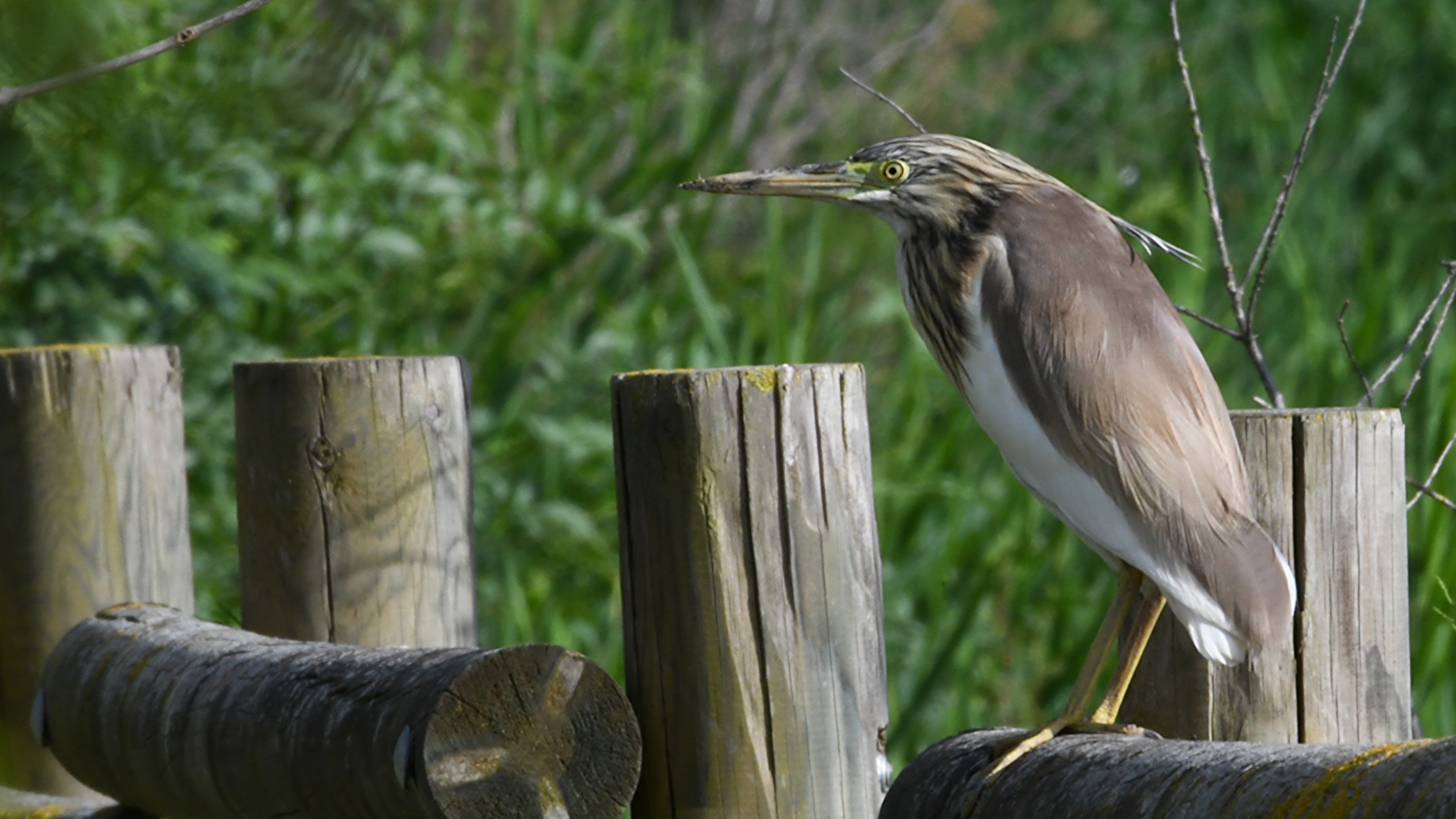 Squacco Heron