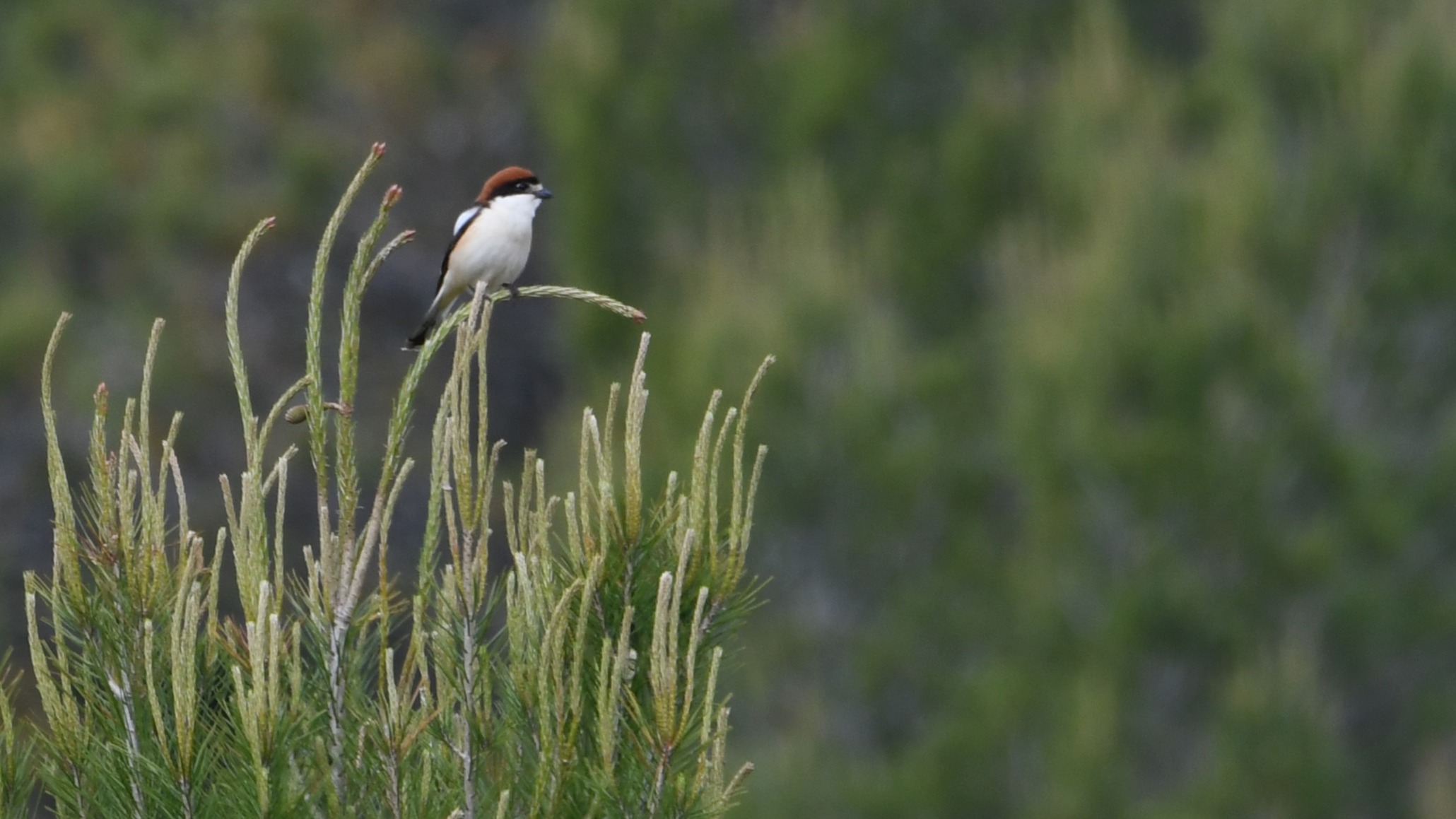 Woodchat Shrike
