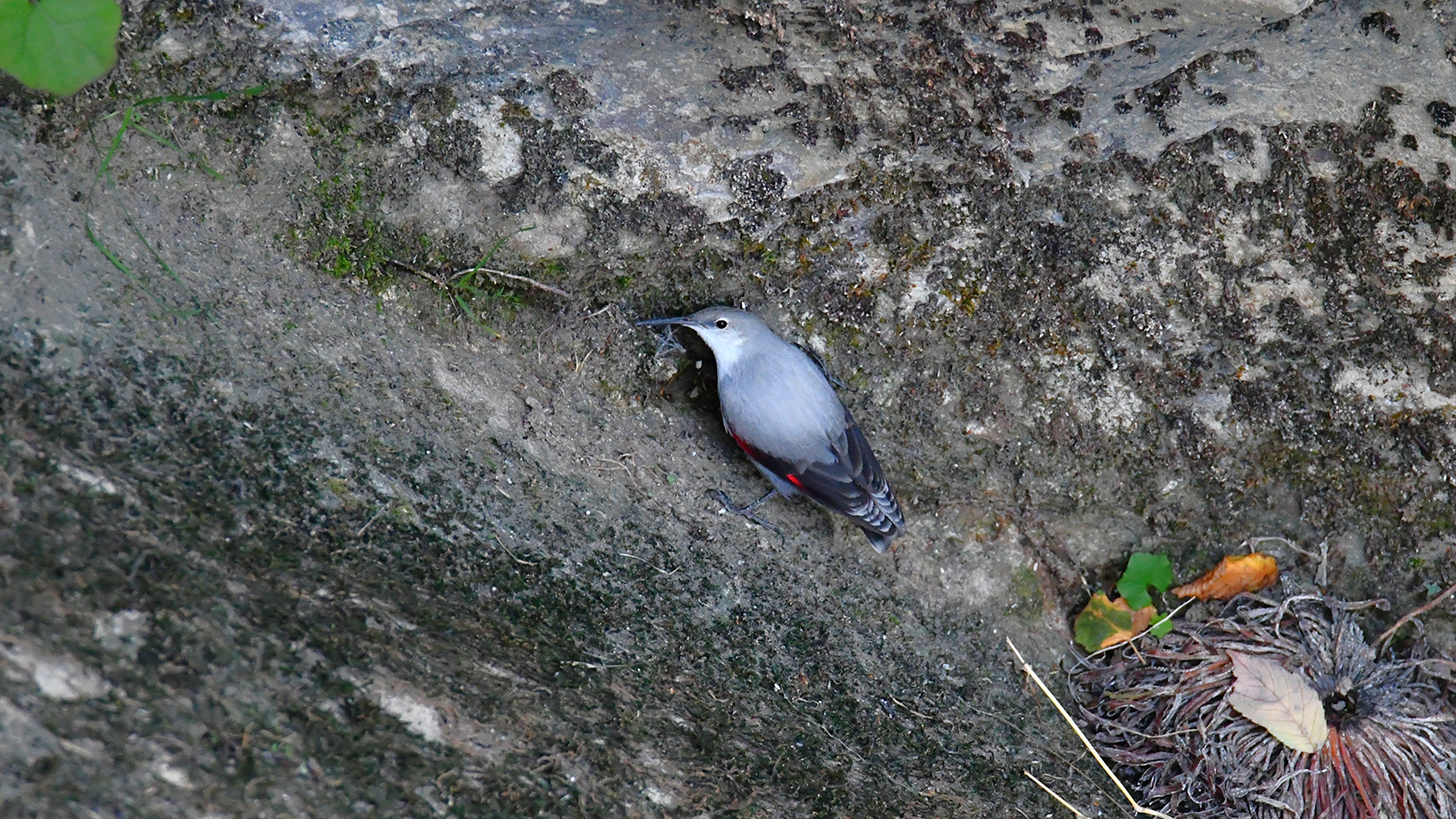 Wallcreeper