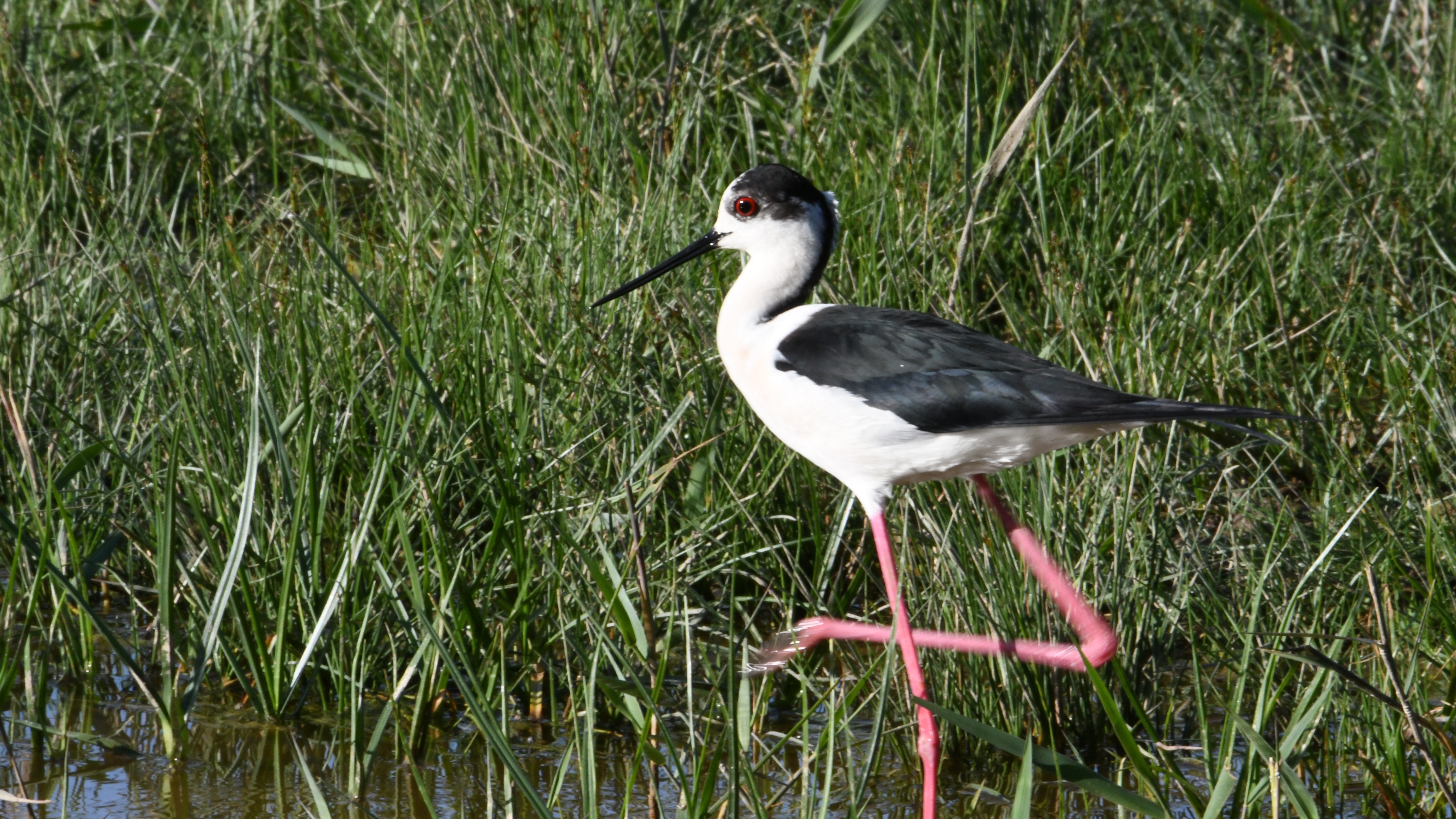 Black-winged Stilt
