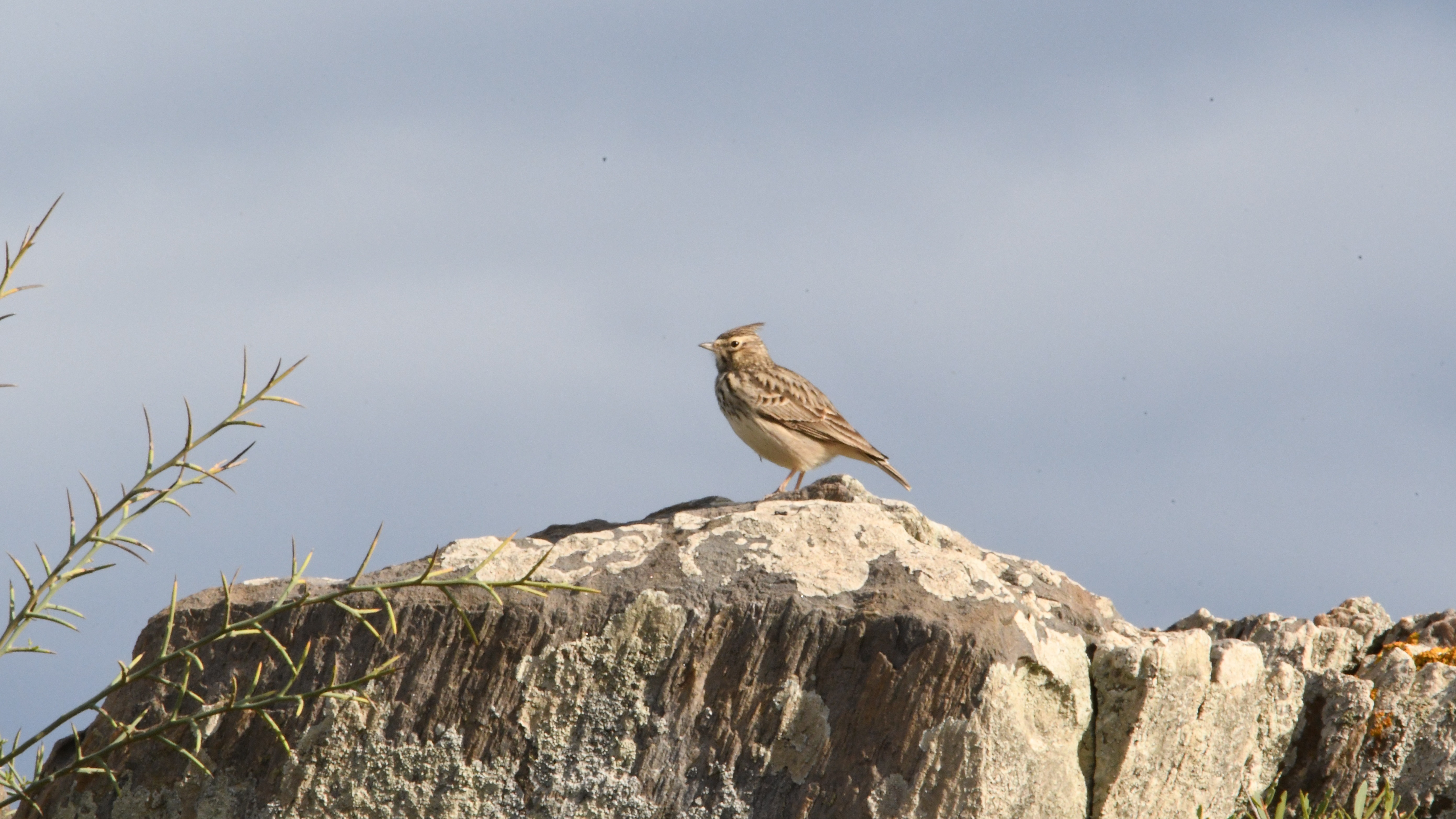 Thekla's Lark