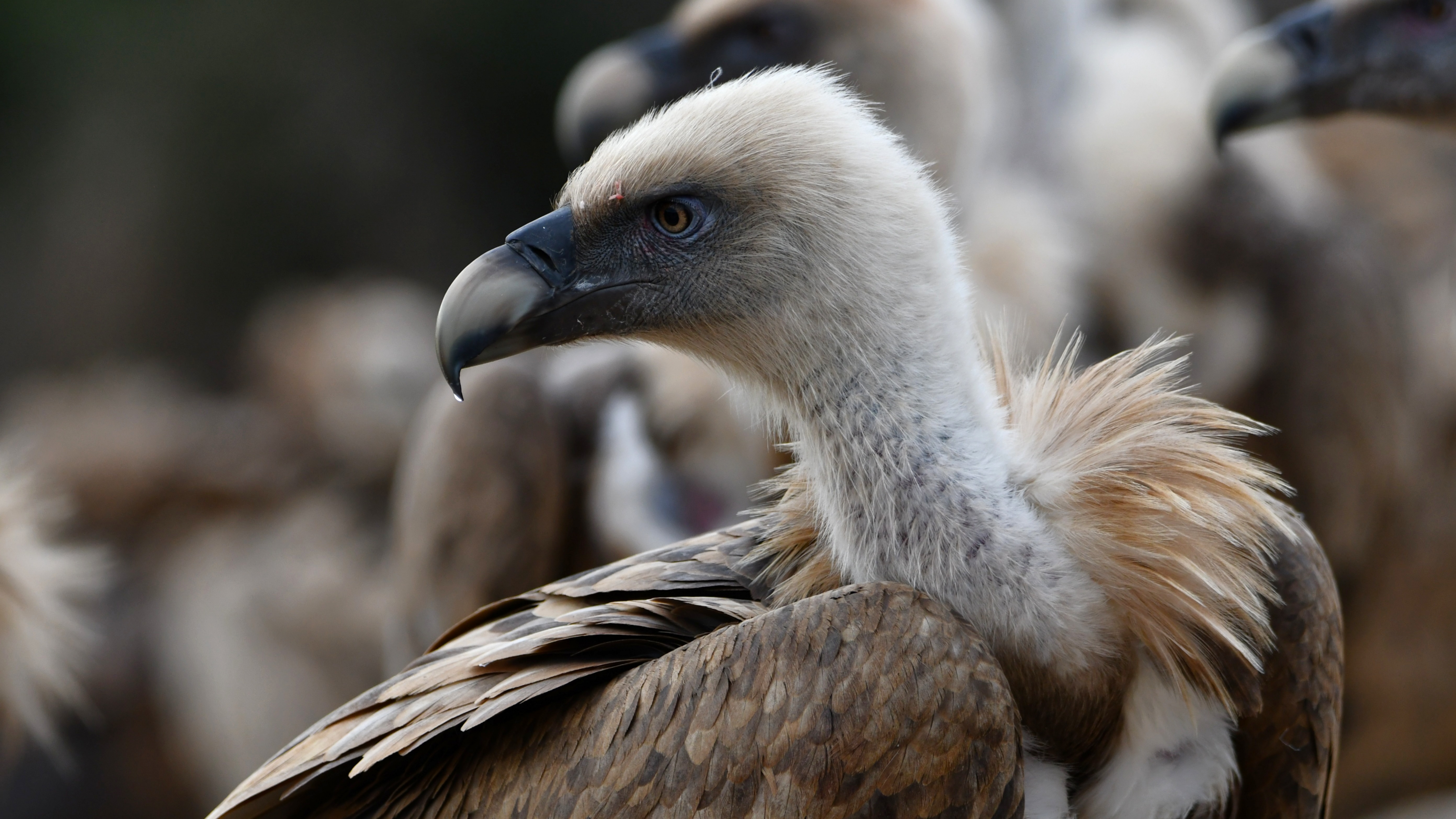 Griffon Vultures at a vulture feeding station